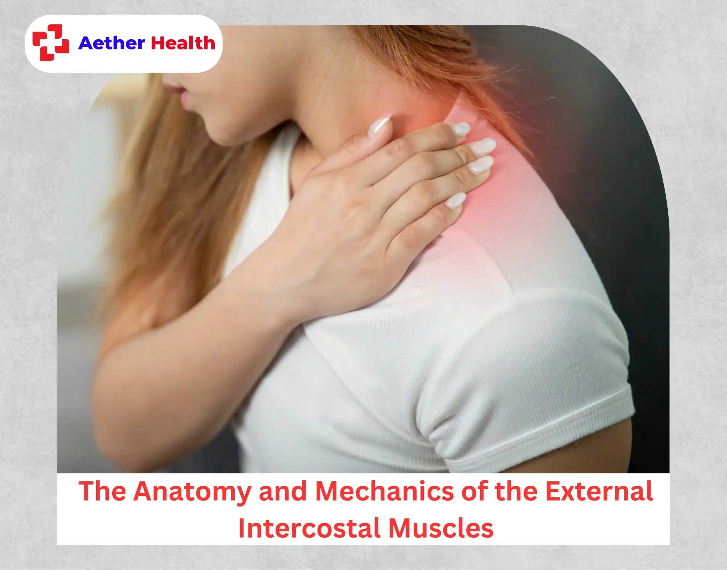 The Anatomy and Mechanics of the External Intercostal Muscles